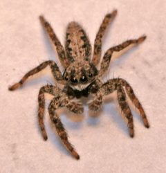 Platycryptus by (c) Andrey Zharkikh, some rights reserved (CC BY). Used under a CC-BY license.