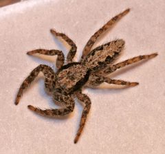 Platycryptus by (c) Andrey Zharkikh, some rights reserved (CC BY). Used under a CC-BY license.