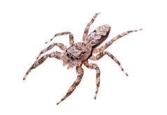 Platycryptus undatus by (c) Matthew Lindsey, some rights reserved (CC BY), uploaded by Matthew Lindsey. Used under a CC-BY license.