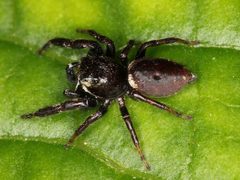 Metaphidippus by no rights reserved, uploaded by Zygy. Used under a CC0 license.