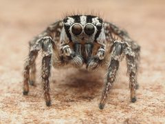 Habronattus trimaculatus by no rights reserved, uploaded by Zygy. Used under a CC0 license.