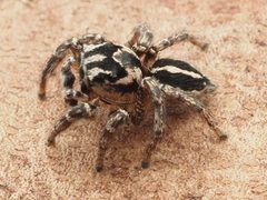 Habronattus trimaculatus by no rights reserved, uploaded by Zygy. Used under a CC0 license.