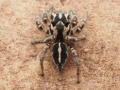 Habronattus trimaculatus by no rights reserved, uploaded by Zygy. Used under a CC0 license.