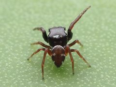 Zygoballus sexpunctatus by no rights reserved, uploaded by Zygy. Used under a CC0 license.