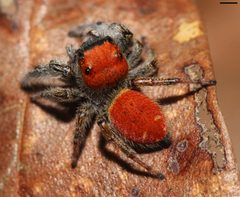 Phidippus whitmani by (c) David Hill, some rights reserved (CC BY). Used under a CC-BY license.