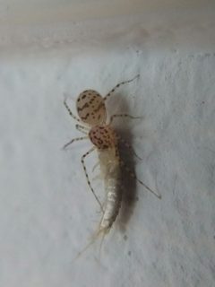Scytodes thoracica by (c) carnifex, some rights reserved (CC BY), uploaded by carnifex. Used under a CC-BY license.