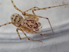 Scytodes thoracica by (c) Alexis Tinker-Tsavalas, some rights reserved (CC BY), uploaded by Alexis Tinker-Tsavalas. Used under a CC-BY license.