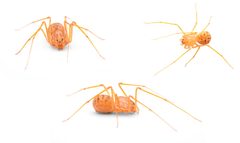 Scytodes univittata by (c) davidfdz_b82, some rights reserved (CC BY), uploaded by davidfdz_b82. Used under a CC-BY license.