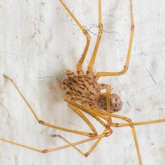 Scytodes univittata by (c) Victor Engel, some rights reserved (CC BY), uploaded by Victor Engel. Used under a CC-BY license.