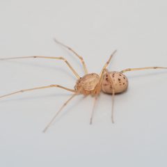 Scytodes univittata by (c) Russell Pfau, some rights reserved (CC BY), uploaded by Russell Pfau. Used under a CC-BY license.