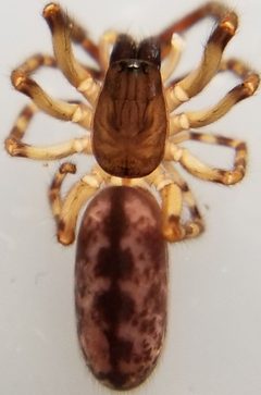 Segestria pacifica by (c) Toby, some rights reserved (CC BY), uploaded by Toby. Used under a CC-BY license.