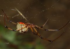 Latrodectus geometricus by (c) Jesse Rorabaugh, some rights reserved (CC BY), uploaded by Jesse Rorabaugh. Used under a CC-BY license.