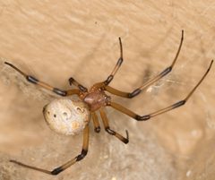 Latrodectus geometricus by no rights reserved, uploaded by Jesse Rorabaugh. Used under a CC0 license.