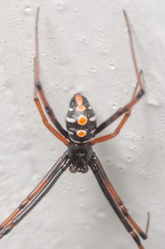 Latrodectus mactans by (c) Justin Williams, some rights reserved (CC BY), uploaded by Justin Williams. Used under a CC-BY license.