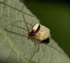 Neottiura bimaculata by (c) Line Sabroe, some rights reserved (CC BY). Used under a CC-BY license.