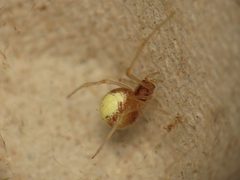 Neottiura bimaculata by (c) Donald Hobern, some rights reserved (CC BY). Used under a CC-BY license.