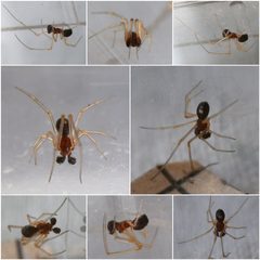Neottiura bimaculata by (c) Phil, some rights reserved (CC BY). Used under a CC-BY license.