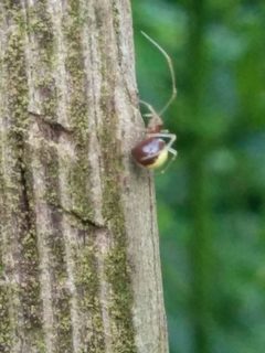Neottiura bimaculata by (c) Donald Hobern, some rights reserved (CC BY), uploaded by Donald Hobern. Used under a CC-BY license.