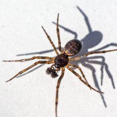 Steatoda borealis by (c) Bill Keim, some rights reserved (CC BY), uploaded by Bill Keim. Used under a CC-BY license.