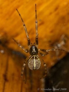 Steatoda castanea by (c) Miroslav Deml, some rights reserved (CC BY). Used under a CC-BY license.