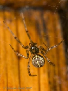 Steatoda castanea by (c) Miroslav Deml, some rights reserved (CC BY). Used under a CC-BY license.
