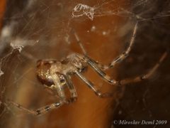 Steatoda castanea by (c) Miroslav Deml, some rights reserved (CC BY). Used under a CC-BY license.