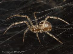 Steatoda castanea by (c) Miroslav Deml, some rights reserved (CC BY). Used under a CC-BY license.