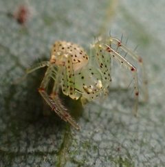 Diaea livens by (c) Cricket Raspet, some rights reserved (CC BY), uploaded by Cricket Raspet. Used under a CC-BY license.