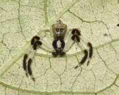 Thomisidae by (c) Sunčana Bradley, some rights reserved (CC BY), uploaded by Sunčana Bradley. Used under a CC-BY license.