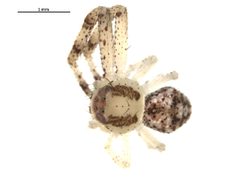 Misumenops bellulus by (c) Gergin Blagoev, Biodiversity Intitute of Ontario, some rights reserved (CC BY). Used under a CC-BY license.