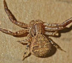 Xysticus ferox by (c) Steve Kerr, some rights reserved (CC BY), uploaded by Steve Kerr. Used under a CC-BY license.
