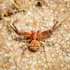 Xysticus ferox by (c) Justin Williams, some rights reserved (CC BY), uploaded by Justin Williams. Used under a CC-BY license.