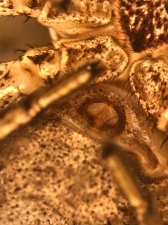 Xysticus ferox by (c) Jared Shorma, some rights reserved (CC BY), uploaded by Jared Shorma. Used under a CC-BY license.