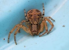 Xysticus ferox by (c) Matthew Lindsey, some rights reserved (CC BY), uploaded by Matthew Lindsey. Used under a CC-BY license.