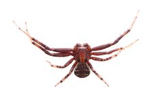 Xysticus ferox by (c) Matthew Lindsey, some rights reserved (CC BY), uploaded by Matthew Lindsey. Used under a CC-BY license.