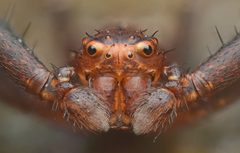 Xysticus ferox by (c) Timothy Lindsey, some rights reserved (CC BY), uploaded by Timothy Lindsey. Used under a CC-BY license.