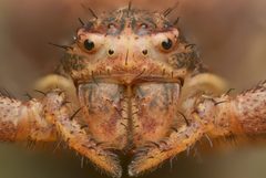 Xysticus ferox by (c) Timothy Lindsey, some rights reserved (CC BY), uploaded by Timothy Lindsey. Used under a CC-BY license.