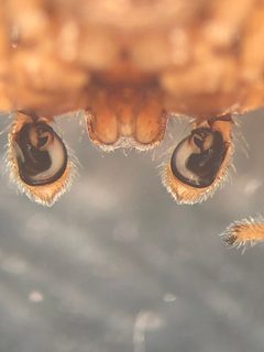 Xysticus triguttatus by (c) Jared Shorma, some rights reserved (CC BY), uploaded by Jared Shorma. Used under a CC-BY license.