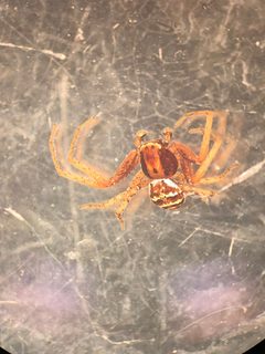 Xysticus triguttatus by (c) Jared Shorma, some rights reserved (CC BY), uploaded by Jared Shorma. Used under a CC-BY license.