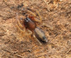 Clubionidae by (c) Ethan Yeoman, some rights reserved (CC BY), uploaded by Ethan Yeoman. Used under a CC-BY license.