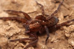 Ctenidae by (c) Lucas Rubio, some rights reserved (CC BY). Used under a CC-BY license.