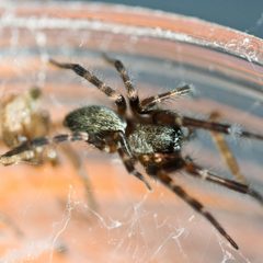 Badumna longinqua by (c) Ken-ichi Ueda, some rights reserved (CC BY), uploaded by Ken-ichi Ueda. Used under a CC-BY license.