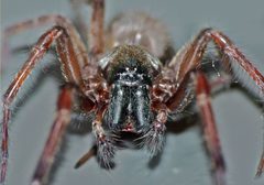 Badumna longinqua by (c) Steve Kerr, some rights reserved (CC BY), uploaded by Steve Kerr. Used under a CC-BY license.
