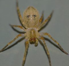 Desidae by (c) Steve Kerr, some rights reserved (CC BY), uploaded by Steve Kerr. Used under a CC-BY license.