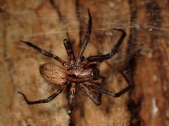 Desidae by (c) Saryu Mae 前 朝琉, some rights reserved (CC BY), uploaded by Saryu Mae 前 朝琉. Used under a CC-BY license.