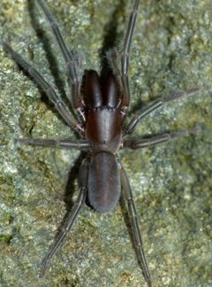 Desidae by (c) Steve Kerr, some rights reserved (CC BY), uploaded by Steve Kerr. Used under a CC-BY license.