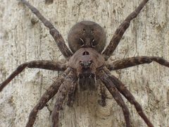 Dolomedes vittatus by (c) John P Friel, some rights reserved (CC BY), uploaded by John P Friel. Used under a CC-BY license.
