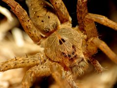 Dolomedes vittatus by (c) Katja Schulz, some rights reserved (CC BY). Used under a CC-BY license.