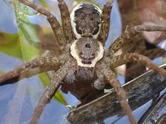Dolomedes vittatus by (c) Evan M. Raskin, some rights reserved (CC BY), uploaded by Evan M. Raskin. Used under a CC-BY license.