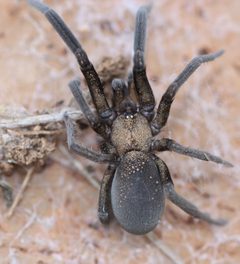 Kukulcania arizonica by (c) Andrew Meeds, some rights reserved (CC BY), uploaded by Andrew Meeds. Used under a CC-BY license.